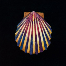 Still Life with Scallop