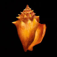 Still Life with Conch